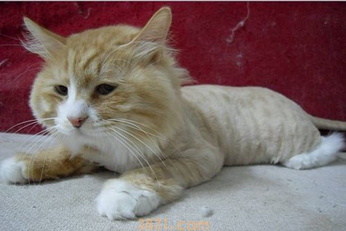 如何防止猫咪中暑 预防猫咪中暑小妙招(图1)