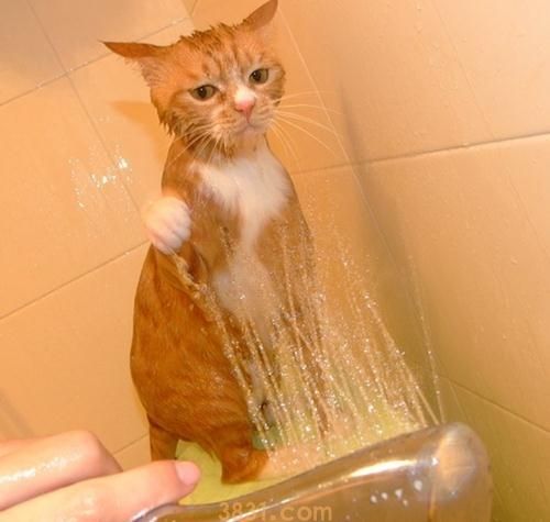 怎么训练猫洗澡 猫咪乖乖洗澡小技巧(图2)