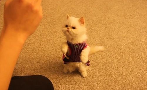 怎样训练猫跳环 猫咪跳环训练(图1)