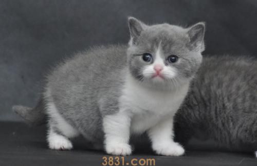 如何训练猫咪记住自己的名字 猫咪记住名字的方法(图1)