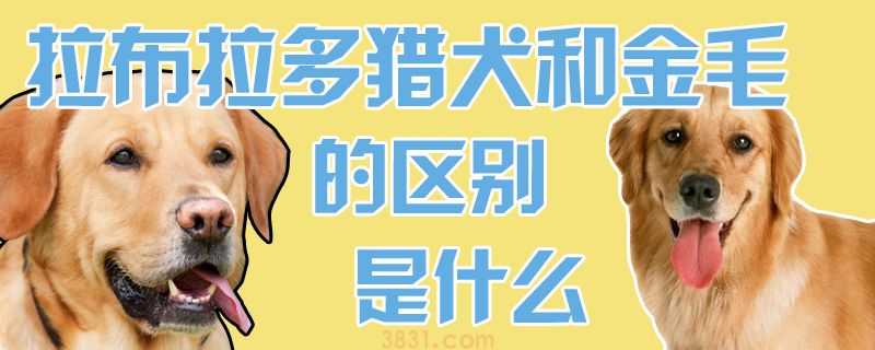 拉布拉多猎犬和金毛的区别是什么(图1)