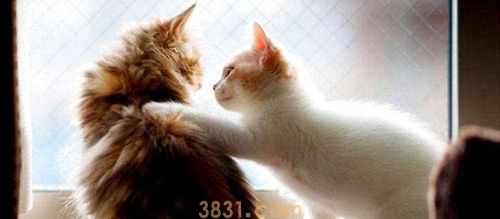 怎么训练猫上马桶 猫咪马桶训练(图1)