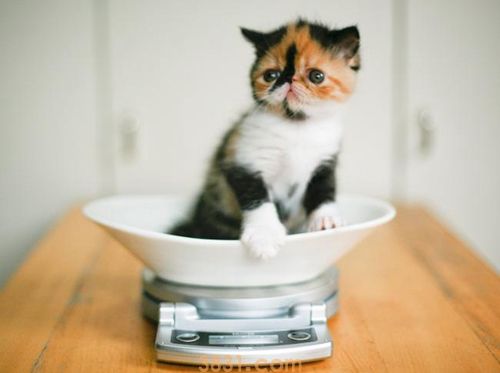 怎么训练猫咪拜年 猫咪训练之拜年(图1)