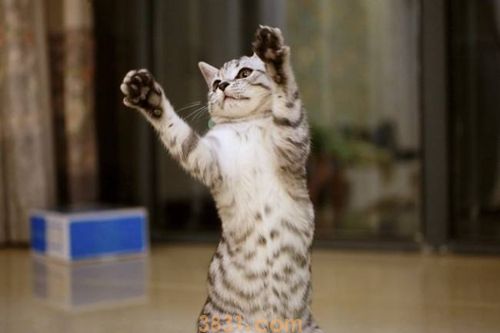 怎么训练猫咪优雅站立 猫咪站立训练方法(图1)