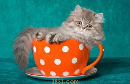 茶杯猫洗澡怎么训练 茶杯猫不爱洗澡解决方法(图1)