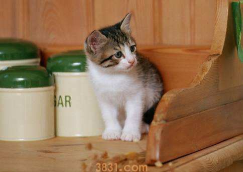 茶杯猫饮食注意什么 茶杯猫饮食注意事项(图1)