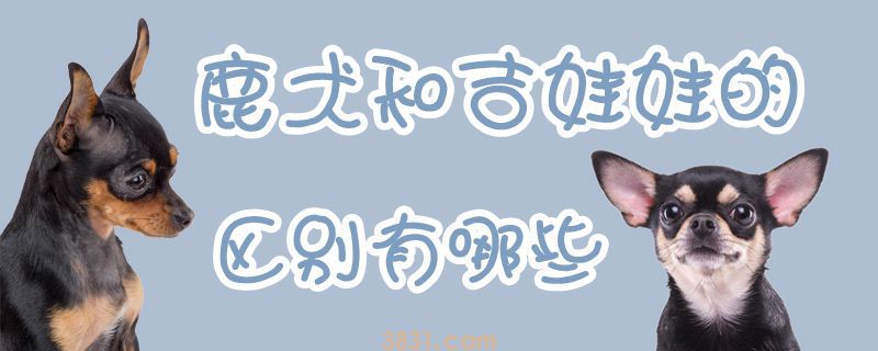 鹿犬和吉娃娃的区别有哪些(图1)