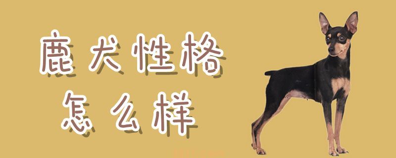鹿犬性格怎么样(图1)