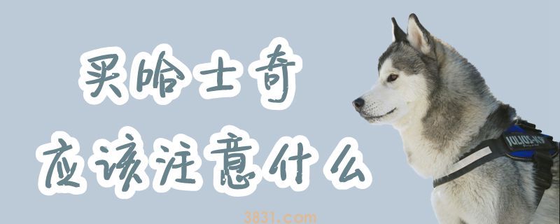 买哈士奇应该注意什么(图1)