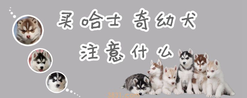 买哈士奇幼犬注意什么(图1)