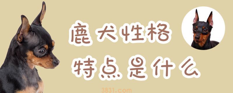 鹿犬性格特点是什么(图1)