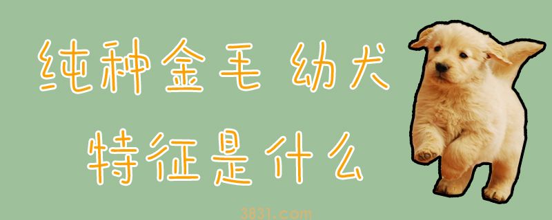 纯种金毛幼犬特征是什么(图1)