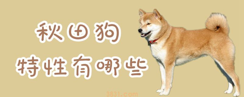 秋田狗特性有哪些(图1)