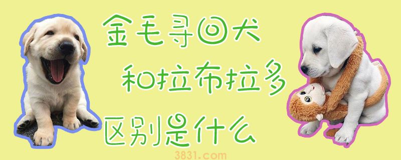 金毛寻回犬和拉布拉多区别有哪些(图1)