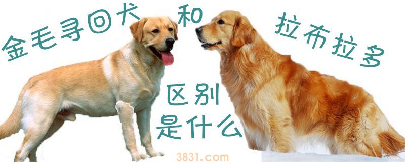 金毛寻回犬和拉布拉多区别是什么(图1)