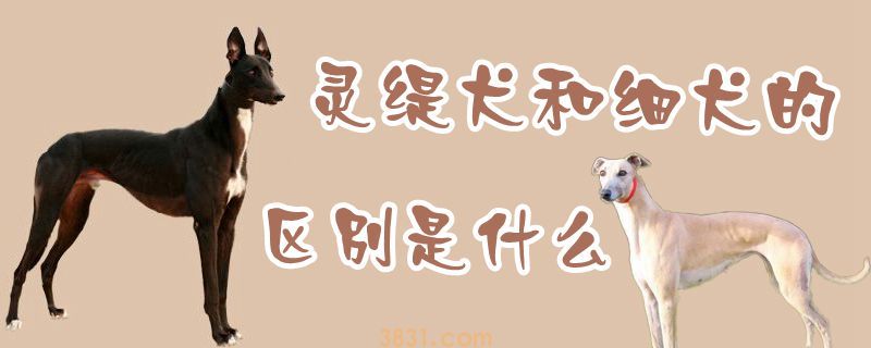 灵缇犬和细犬的区别是什么(图1)