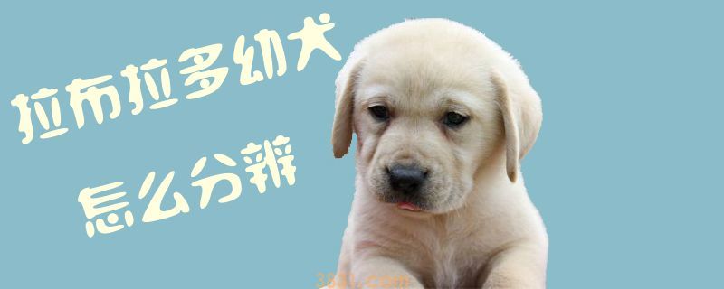 拉布拉多幼犬怎么分辨(图1)