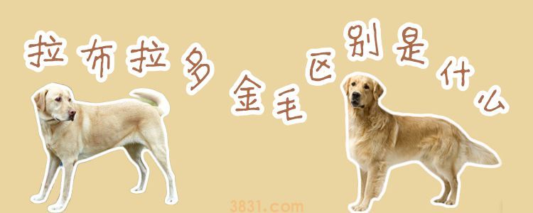 拉布拉多和金毛区别(图1)