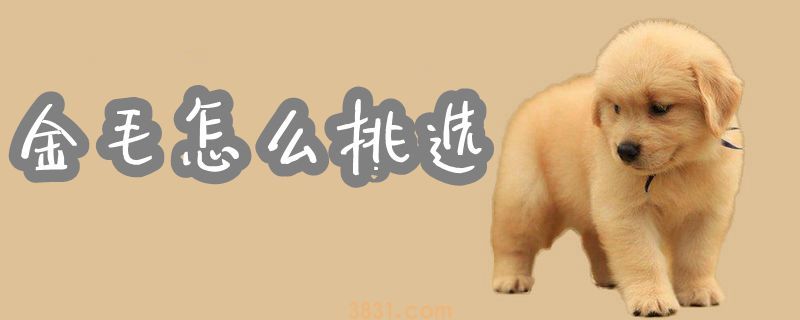 金毛怎么挑选(图1)