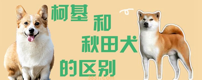 柯基和秋田犬的区别(图1)