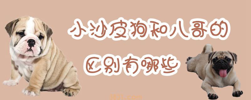 小沙皮狗和八哥的区别有哪些(图1)