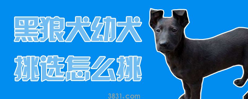黑狼犬幼犬挑选怎么挑(图1)