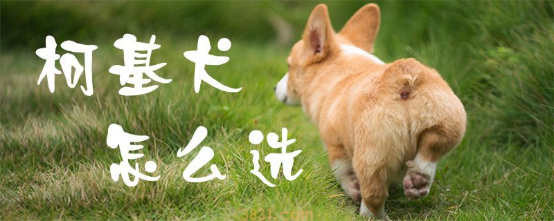 柯基犬怎么选(图1)