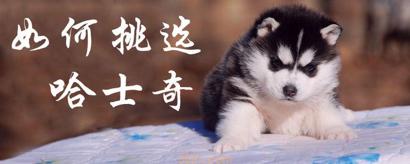 如何挑选哈士奇(图1)