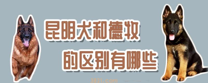 昆明犬和德牧的区别有哪些(图1)