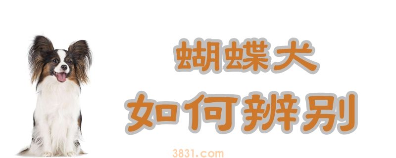 蝴蝶犬如何辨认(图1)