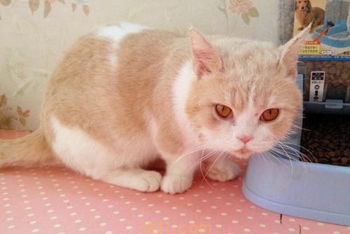 曼基康猫寿命一般多少年 曼基康猫寿命介绍(图1)