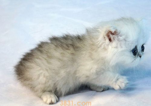 金吉拉猫怎么养 如何喂养金吉拉猫咪(图1)