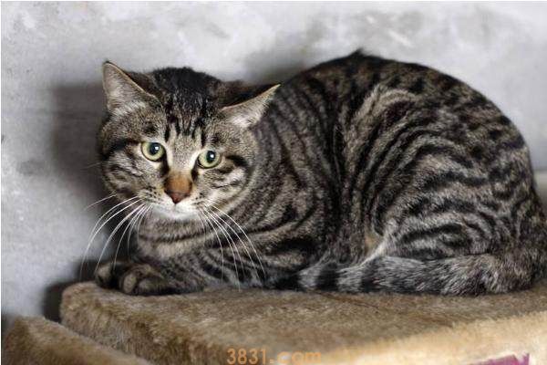 中国狸花猫幼猫怎么养 狸花猫幼猫饲养技巧(图1)