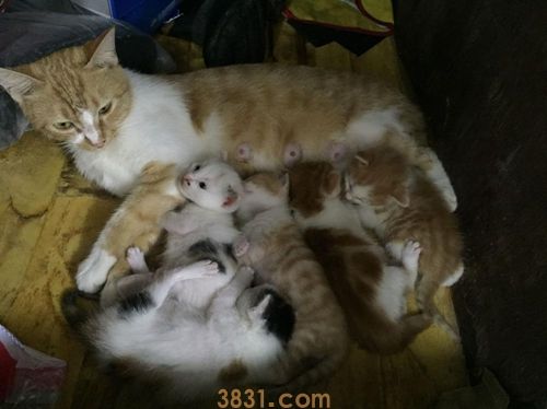猫咪产后吃什么最好 猫咪产后饮食推荐(图1)