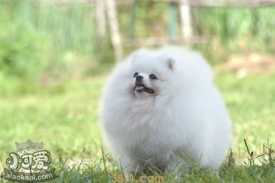 博美犬性格怎么样 博美犬性格特点介绍(图1)