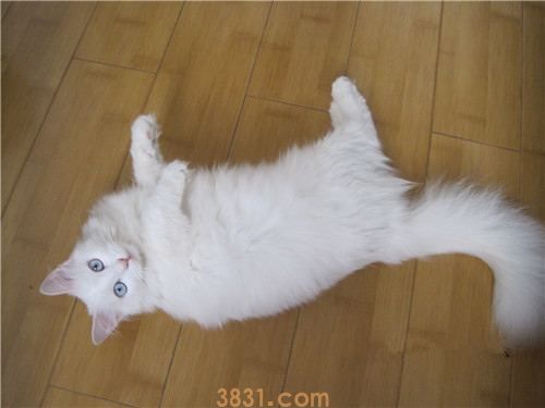 土耳其安哥拉猫粘人吗 安哥拉猫习性介绍(图1)