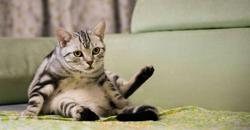 美国短毛猫公猫几个月绝育 美短绝育最佳时间(图1)