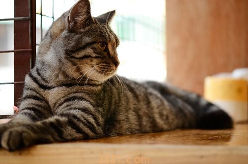 美国短毛猫吃什么 美短饮食习惯介绍(图1)