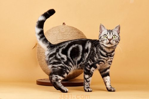 美国短毛猫怎么养 美短正确饲养方法(图1)