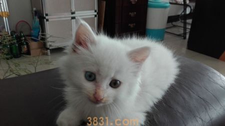 山东狮子猫怎么养 山东狮子猫饲养方法(图1)