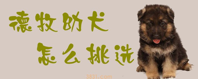 德牧幼犬怎么挑选(图1)