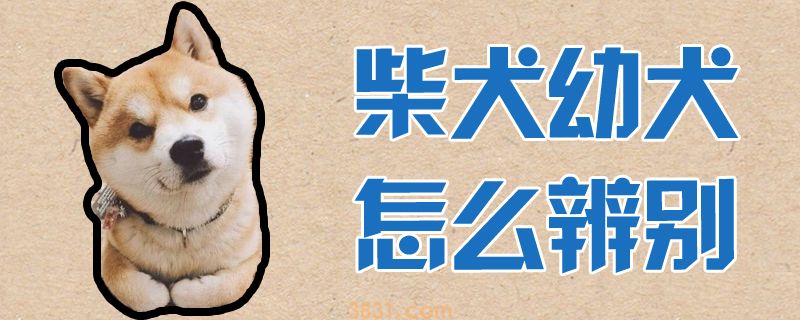 柴犬幼犬怎么辨别(图1)
