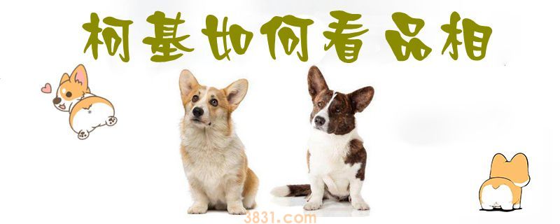 柯基如何看品相(图1)