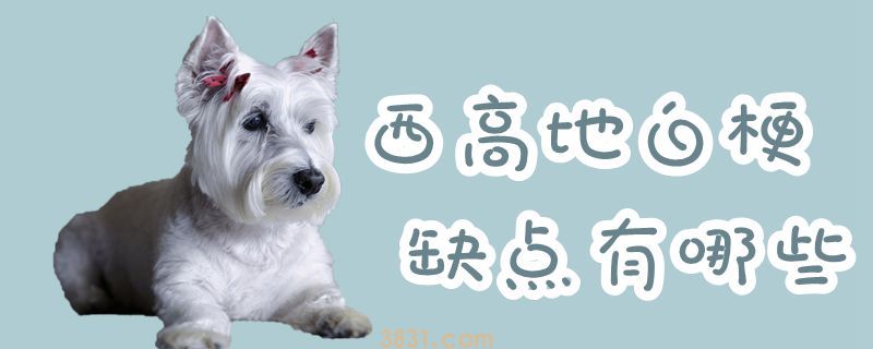 西高地白梗缺点有哪些(图1)