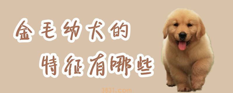 金毛幼犬的特征有哪些(图1)