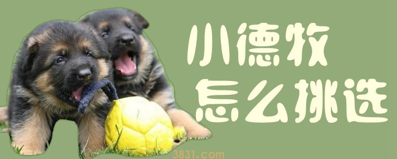 小德牧怎么挑选(图1)