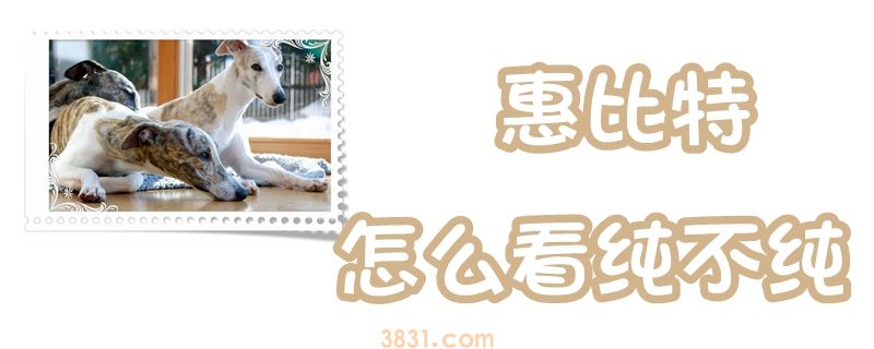 惠比特怎么看纯不纯(图1)