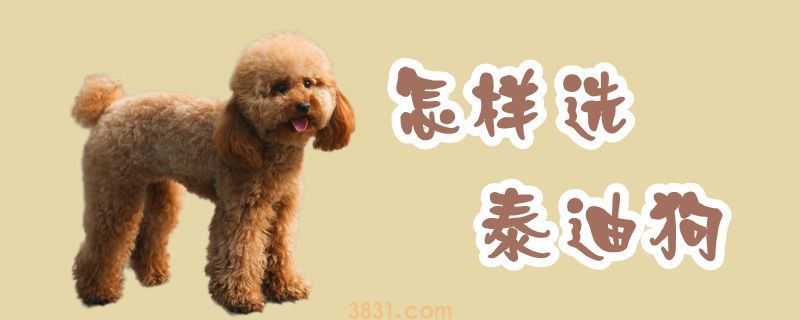 怎样选泰迪狗(图1)