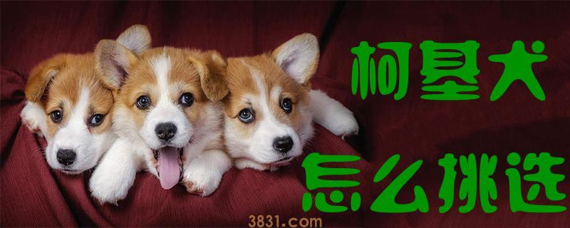 柯基犬怎么挑选(图1)