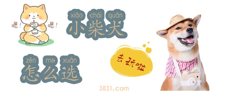 小柴犬怎么选(图1)